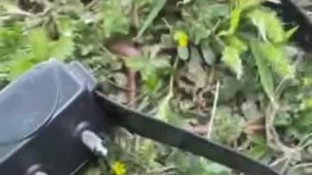 Cane trovato sul ciglio della strada, il video del collare elettrico che rilascia scosse