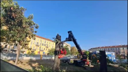 Operai abbattono due tigli a Milano, Giovanni Storti si arrampica su una cancellata per fermarli