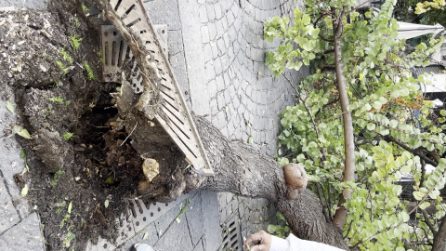 Maltempo a Napoli, crolla un albero in via Santa Lucia: sfiorati scooter e auto