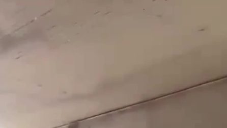 Spari per festeggiare la fine dell'anno: il video degli studenti della scuola assaltata a Rho