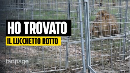 Leone scappa a Ladispoli, il proprietario del Circo: "Abbiamo trovato il lucchetto rotto per terra"