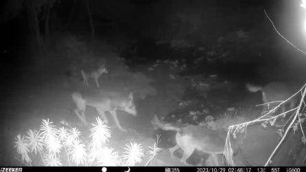 Santa Marinella, avvistati 12 lupi: la fototrappola li riprende mentre camminano di notte