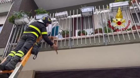 Cane rimane incastrato nella ringhiera del balcone, liberato dai vigili del fuoco a Lecce
