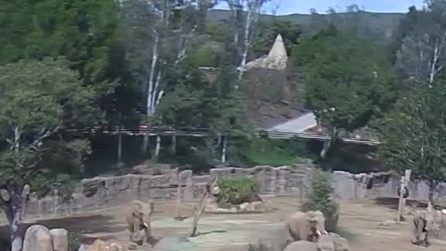 Gli elefanti dello zoo di San Diego si proteggono a vicenda durante un terremoto