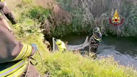 Capriolo resta intrappolato nel Naviglio Grande, salvato dai vigili del fuoco: il video dei soccorsi