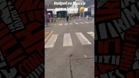 Vigilante rincorre una mucca all'aeroporto di Bergamo: "Prendila per la coda per fermarla"