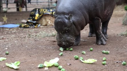 Hannah Shirley, l'ippopotamo pigmeo più anziano al mondo
