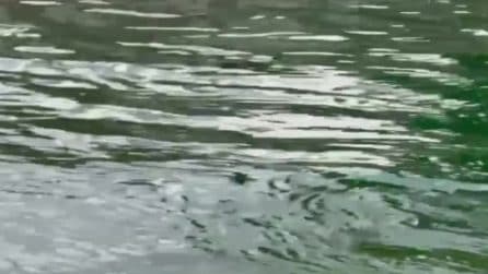 Quasi 30 mucche finiscono in un canale nel Milanese, soccorse dai vigili del fuoco: il video