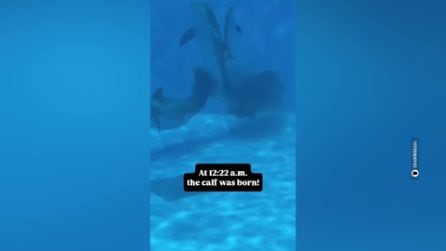 La nascita del cucciolo di delfino nello zoo di Chicago