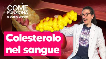 Colesterolo alto: cosa mangiare e quali cibi devi davvero evitare