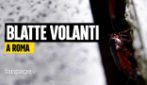Invasione di blatte volanti a Roma, il disinfestatore: "Possono arrivare ai piani alti dei palazzi"