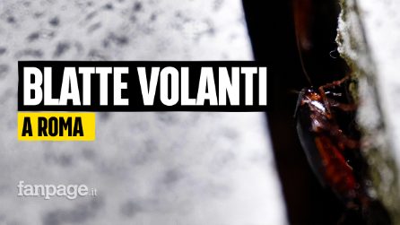 Invasione di blatte volanti a Roma, il disinfestatore: "Possono arrivare ai piani alti dei palazzi"