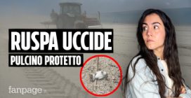 Video Shock: ruspa uccide pulcino di una specie protetta in Calabria. Perché nessuno interviene?