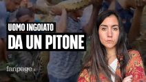 Pitone di 8 metri inghiotte un uomo: la scienza dietro l'attacco
