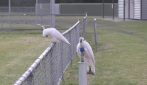 Cacatua a Sydney che bevono da una fontana