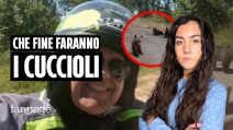 Caso orsa Romania: un uomo è morto e tre cuccioli sono dispersi. Cosa stiamo sbagliando?