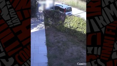 Abbandona scatolone con gatti morti e uno in fin di vita: incastrato dalle telecamere di video sorveglianza