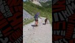 Prova a toccare uno stambecco e lui reagisce