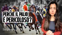 Perché il Palio di Siena esiste ancora? Come funziona e quali sono i rischi per i cavalli