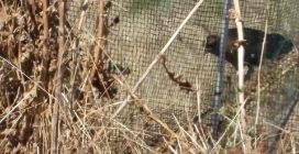 Le giovani albanelle pronte all'involo nel nido protetto dalla Lipu