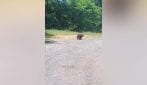 Motociclista ucciso da orsa in Romania, il video prima dell'attacco