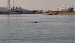 Il delfino che nuota nelle acque del porto di Viareggio