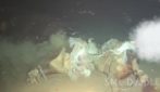 Squali dormienti mangiano il cadavere di una mucca