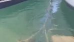 Rara tartaruga liuto salvata in Sardegna