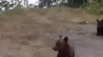 I cuccioli dell'orsa abbattuta in Romania