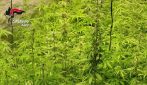 Una piantagione di marijuana hi-tech in una villa scoperta dai carabinieri