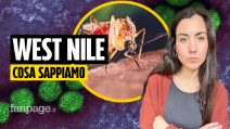 La storia del West Nile Virus: cos’è, come si trasmette e perché torna ogni estate