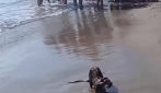 Che ci fa una nutria sulla spiaggia di Mondragone: cosa è successo dopo il video su TikTok