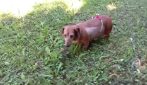I primi passi della cagnolina Ofelia dopo essere stata brutalmente picchiata