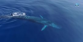La meravigliosa biodiversità al Canyon di Caprera, al largo della Sardegna