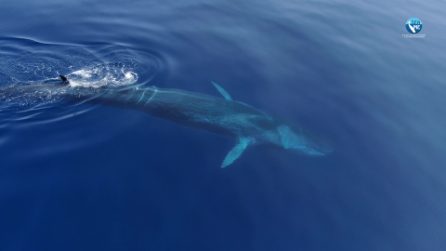 La meravigliosa biodiversità al Canyon di Caprera, al largo della Sardegna