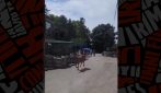 Zebra in fuga allo zoo di Belgrado