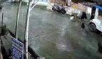 I cani inseguono il leopardo ma poi fuggono via