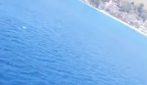 La balena avvistata nello Stretto di Messina
