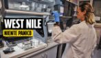 West Nile, l'esperto: "Niente panico, non è una pandemia"