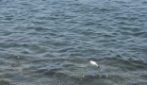 Decine di pesci morti a mare sulla spiaggia di San Giovanni: "Nemmeno i gabbiani li mangiano"