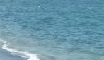 Decine di pesci morti nel mare di Napoli, ipotesi asfissia o parassita killer: indagano Arpac e Istituto Zooprofilattico