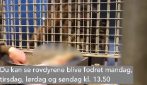 Pony viene portato allo zoo di Aalborg per essere dato in pasto alla tigre