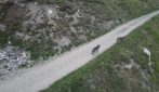 Lupi in val di Rhêmes: le spettacolari immagini con il drone