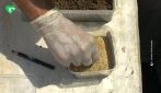 Nate 52 rarissime lucertole delle Eolie al Bioparco di Roma