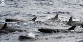 Le pseudorche nuotano libere e selvagge nell'Oceano Atlantico: le splendide immagini