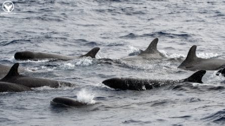 Le pseudorche nuotano libere e selvagge nell'Oceano Atlantico: le splendide immagini
