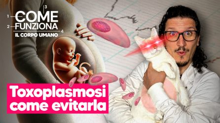 Toxoplasmosi: cosa si può mangiare e COSA EVITARE in gravidanza
