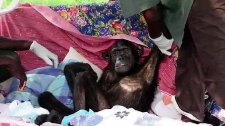 L'abbraccio tra Jane Goodall e lo scimpanzé Wounda nel momento delle sua liberazione