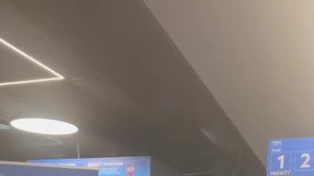 Lo sbarco del cane meticcio Honey: per la prima volta senza trasportino