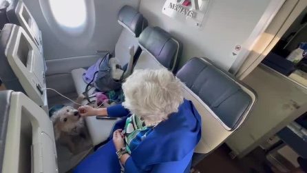 Il cane Honey tranquillo a bordo durante il suo primo volo in cabina